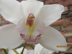 Orquideas_5